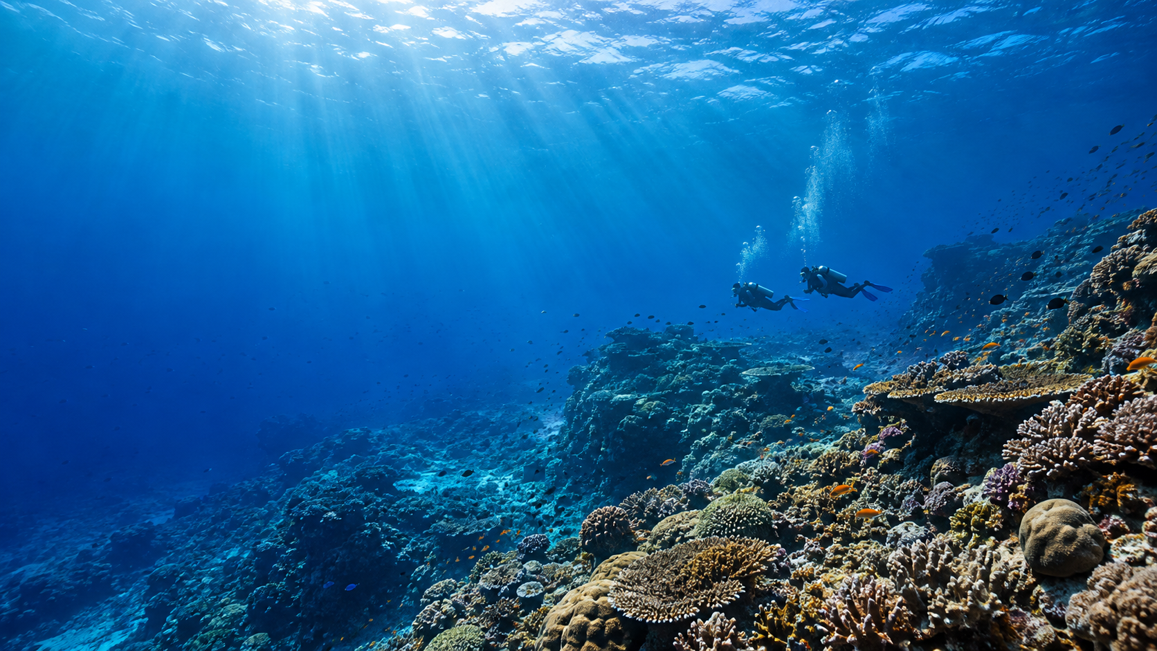 Illustration of divers exploring a sunlit coral reef